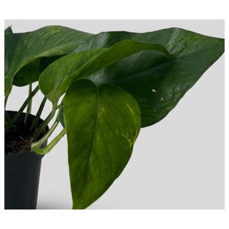 Scindapsus Green in Vaso da 12cm