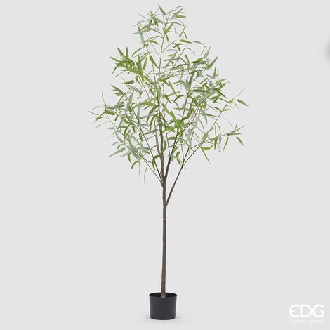 EDG Enzo De Gasperi Eucalipto con Vaso Artificiale H 200 Cm Light Green (1/4)