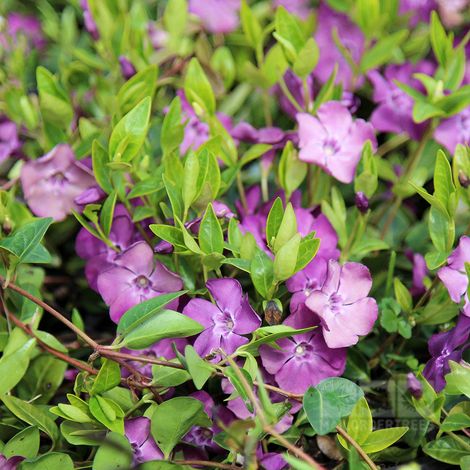 VINCA VIOLA ATROPURPUREA IN VASO 15CM