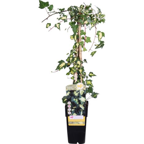Lierre Grimpant Hedera helix Goldheart Feuillage Panaché Jaune et Vert Pot Ø15 cm H65 cm - PANGIVO (1/5)