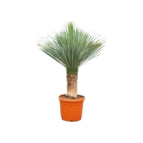 Yucca Rostrata Plante Exotique Rustique pour Jardin et Terrasse Hauteur 140-160 cm Ø55 cm - PANGIVO