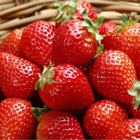 2000 pièces Graines Fraisier Rouge Beauté à Planter – Jardin Potager Maison, Fruits Fraises Sucrées, Haute Germination et Croissance Rapide (1/3)