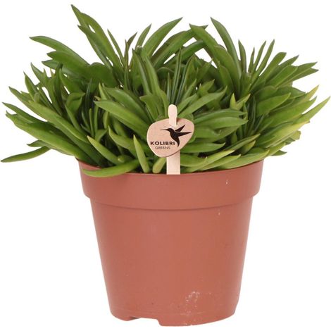 Plante d'Intérieur Verte Succulente Facile d'Entretien pour Bureau et Salon avec Pot de 12 cm - PANGIVO