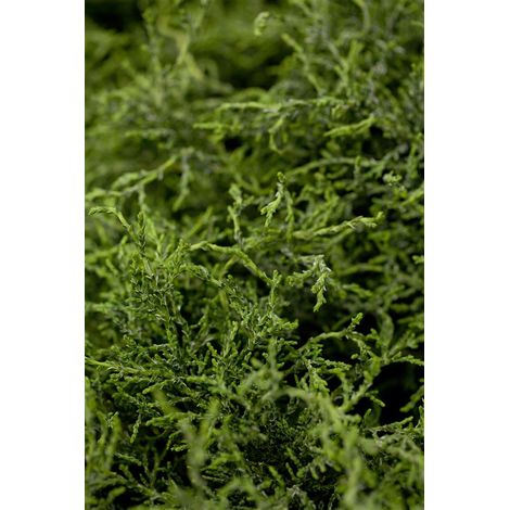 Gartenzypresse 'Lycopodioides' Chamaecyparis lawsoniana 'Lycopodioides' C 5 30- 40 (1/2)