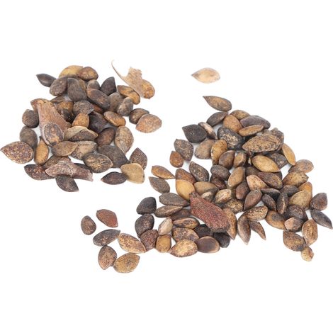 50 g de graines de Pinus Sylvestris résistantes au froid et au vent, adaptées aux basses températures et aux xérophytes, pour un projet de verdissement. (1/5)