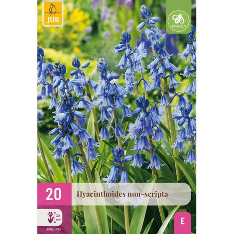 20 Bulbes Hyacinthoides Non Scripta Bleu