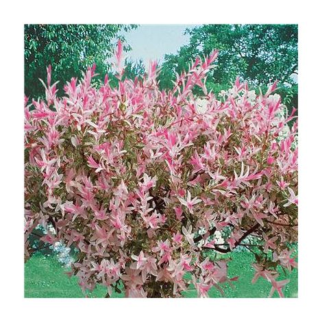 Saule crevette en pot – Feuillage décoratif – Hauteur 1m – Floraison estivale – Couleur des fleurs blanche – Fabre Graines