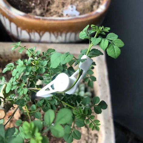 [Pflanzenformen] 60 verstellbare 360°-Asthalterungsclips aus PP-Material für Obstbäume und Blumen
