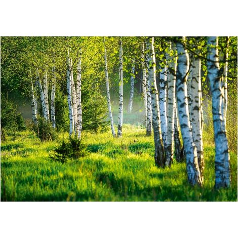 Papier peint 3D bouleau, décoration murale multicolore pour salle de bain ou salon – 200 x 140 cm Wallarena (1/4)