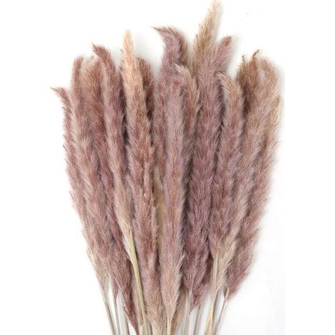 30 pcs Herbe de la Pampa, 60 cm Naturel Pampa Fleur Bouquet de Fleurs Sechees pour Vases, Boho Decoration Chambre Maison Salon, Mariage Photographier Table Décoration (1/4)