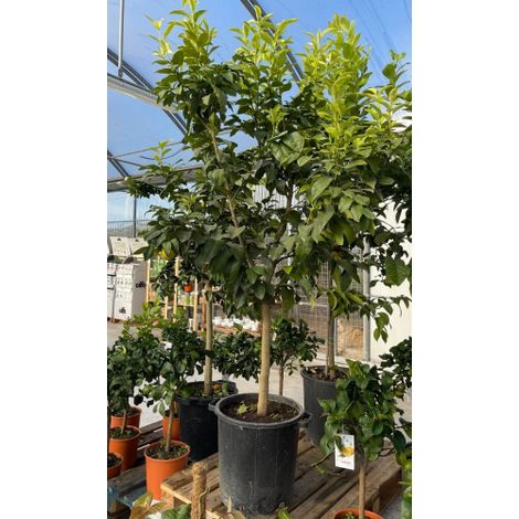 Limone rosso "Citrus limonimedica pigmentata" pianta di agrumi di Sicilia in mastello ø40 cm h. 140/160 cm (1/3)