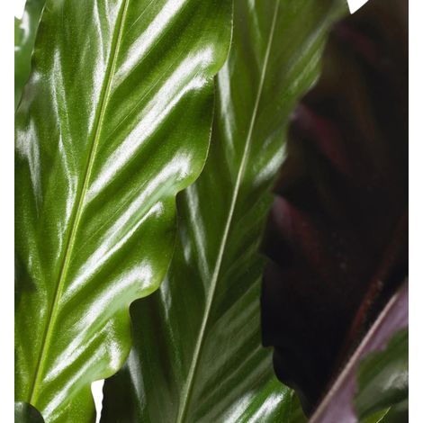 Gardenaria Calathea rufibarba - Pianta da interno ornamentale - Altezza: 85 cm (vaso 19) (1/3)