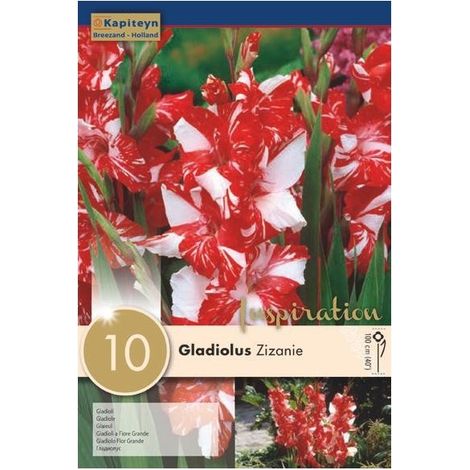 Bulbi di Gladiolo Zizaine confezione da 10 pz