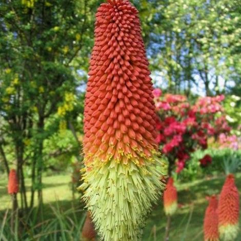 4 x Tritoma - Kniphofia 'Royal Standard' - godet 9x9 cm (1/5)