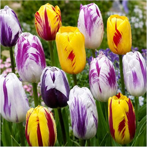 Tulipes Rembrandt Sgaravatti 20 bulbes en mélange, fleurs flammées décoratives idéales en massif et bouquet - 819513 (1/3)