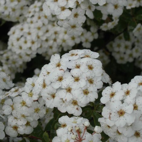 Spirée de Van Houtte, Spiraea/Pot de 4L - 40/60 cm (1/5)