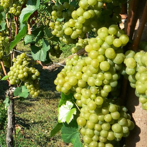 Vigne Solaris - Vitis vinifera Pot de 2L/3L