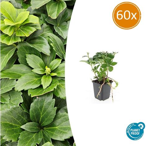 Pachysandra Terminalis Plante Couvre-Sol Persistante Feuillage Vert Ombre Pot 9 cm Lot de 60 (1/5)