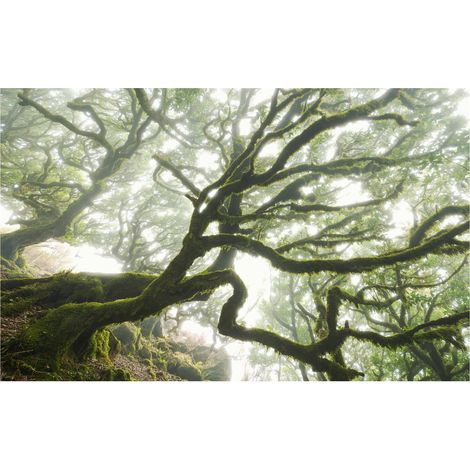 Komar Wandtapete - The Forgotten Forest - 250 x 400 cm - Vlies Digitaldruck - Naturmotiv (1/2)