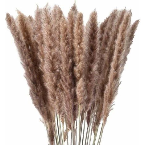 30 x herbe de pampa séchée naturelle, fleurs séchées (1/5)