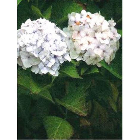 Hortensia 'Soeur Thérèse' Pot de 7,5L/10L (1/4)