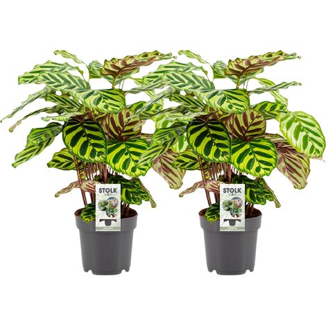 Calathea Makoyana Lot de 2 Plantes d'Intérieur Décoratives Pot Ø14cm Hauteur 45cm - PANGIVO