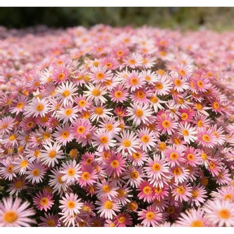 10000 Graines de petites marguerites roses Mille Aiguilles – Floraison Abondante – Non-OGM – Convient pour le jardin, le balcon et les pots – Décoration de jardin extérieure – Prairie de fleurs sauvag (1/4)