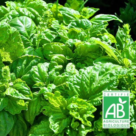 Graines de Basilic Genovese - Sans traitement - Vilmorin/Sachet