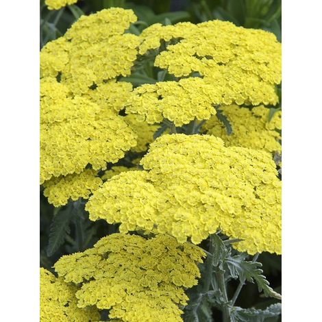 Achillée 'Little Moonshine' Godet de 8/9 cm (1/2)
