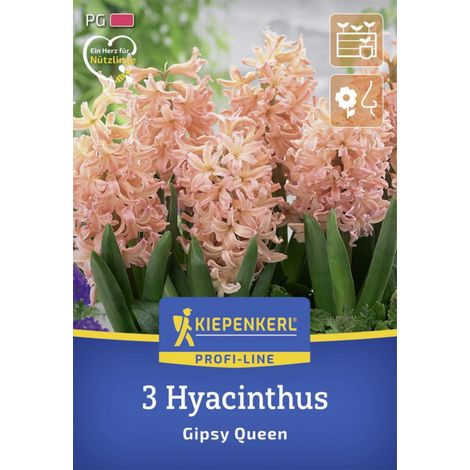 Kiepenkerl Herbstblumenzwiebel Profi-Line Hyazinthe Gipsy Queen 3 Stück (1/2)