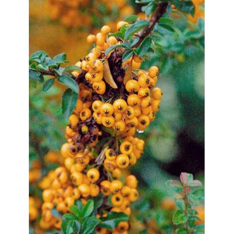 Buisson ardent 'Teton' Pot de 2L/3L (1/2)
