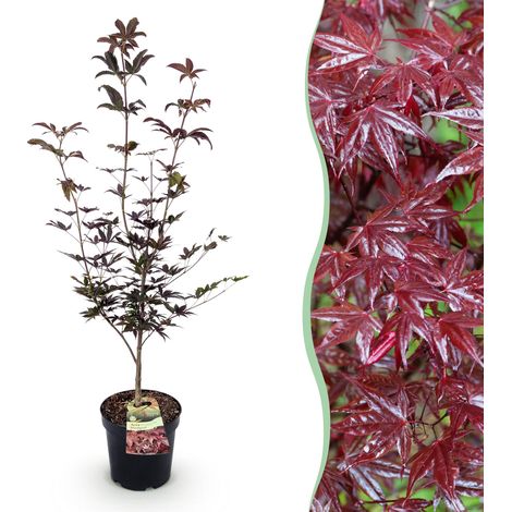 Acer palmatum Bloodgood Érable du Japon Décoratif Feuillage Rouge Hauteur 90 cm Pot 26 cm - PANGIVO (1/5)