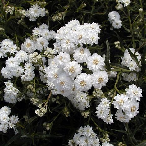 Achillea ptarmica Boule de Neige - Bouton d'argent Pot de 2L/3L