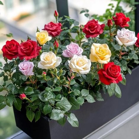 Graines de Rosier Multicolore 120 pièces – Fleurs Jardin Extérieur, Plantation Facile, Engrais Offert
