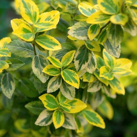 Pépinières Naudet – Fusain de Fortune 'Emerald Gold' – Arbuste persistant – Hauteur à maturité < 1m – Exposition soleil à mi-ombre – Couleur de floraison blanche