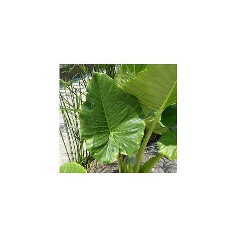 Vivaio Garden Forest – Plante d'intérieur Alocasia macrorrhiza – Oreilles d'éléphant – Feuilles ovales vert clair – Hauteur 80cm – Entretien facile