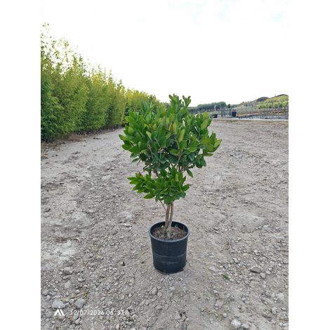 LIGUSTRUM TEXANUM CESP.24