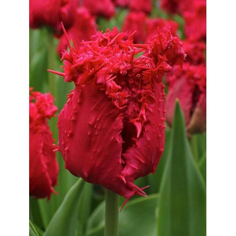 Tulipe dentelles 'Barbados' Bulbe calibre 12+ (par 6) (1/2)