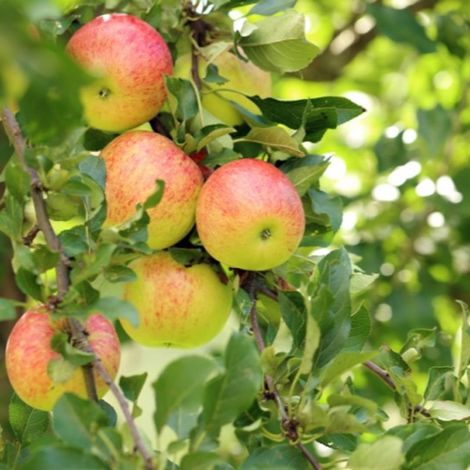 Pépinières Naudet – Pommier 'Elstar' – Arbre fruitier à floraison blanche – Résistant jusqu'à -15°C – Récolte abondante en automne (1/3)