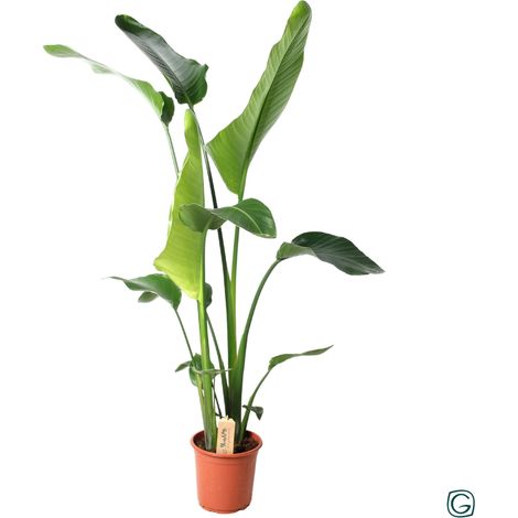 Strelitzia Nicolai - Oiseau de Paradis Géant - Plante Verte d'Intérieur - Ø21 cm - H 100 cm - PANGIVO
