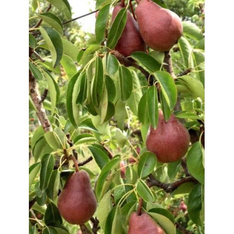 Poirier 'William Rouge' Pot de 7,5L/10L, Gobelet