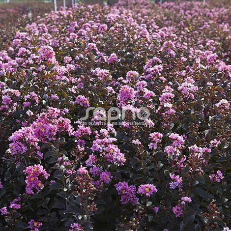 Lilas des Indes Black Diamond® Lavender Lace™, Lagerstroemia/Pot de 7,5L - 60/80 cm