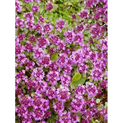 Thym serpolet 'Coccineus' Godet de 8/9 cm (1/2)