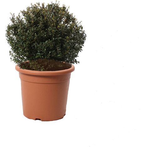 Ilex Crenata Glory Gem a Forma di Palla - Piante Vere da Esterno Resistenti - H 40/50 cm Vaso Ø 24 cm