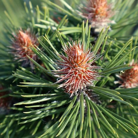 Pin noir BAMBINO® 'Gaëlle Bregeon', Pinus/Pot de 7,5L - 40/60 cm