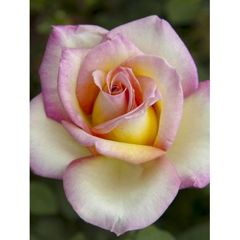 Rosier moderne 'Sweet Eureka ' Pot de 4L/5L (1/5)