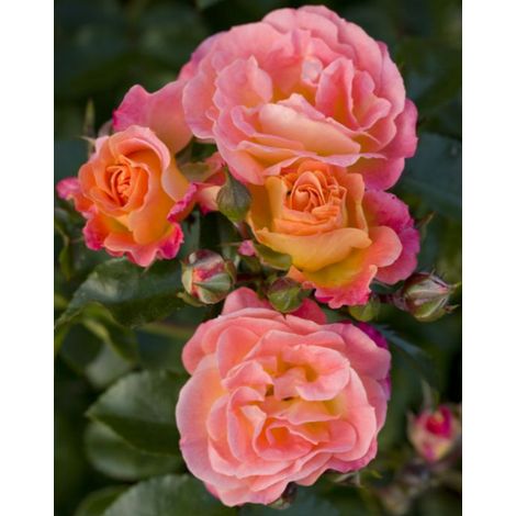 Gardenaria Rosa 'Peach drift' Meilland - Rosa da giardino - Altezza: 30/40 cm (vaso19) (1/3)