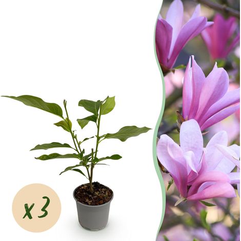 Magnolia Betty Lot de 3 Arbustes de Jardin Fleurs Roses Décoratives Pot 12cm Hauteur 30cm - PANGIVO (1/5)
