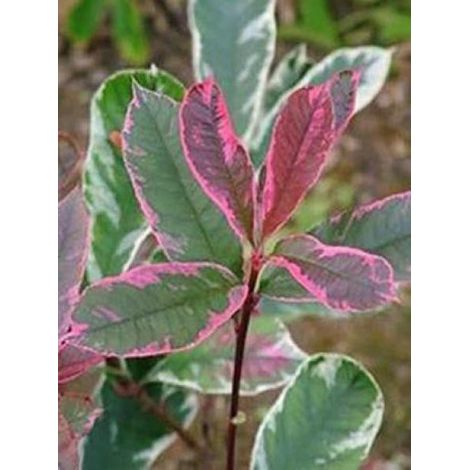 Photinia x fraseri 'Pink Marble'® Pot de 7,5L/10L (1/2)