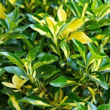 Evonimo "Euonymus japonicus Livornese" 3 piante da siepe sempreverde in vaso 7x7 cm